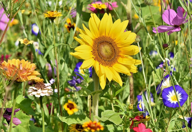Sensory Flower Gardens