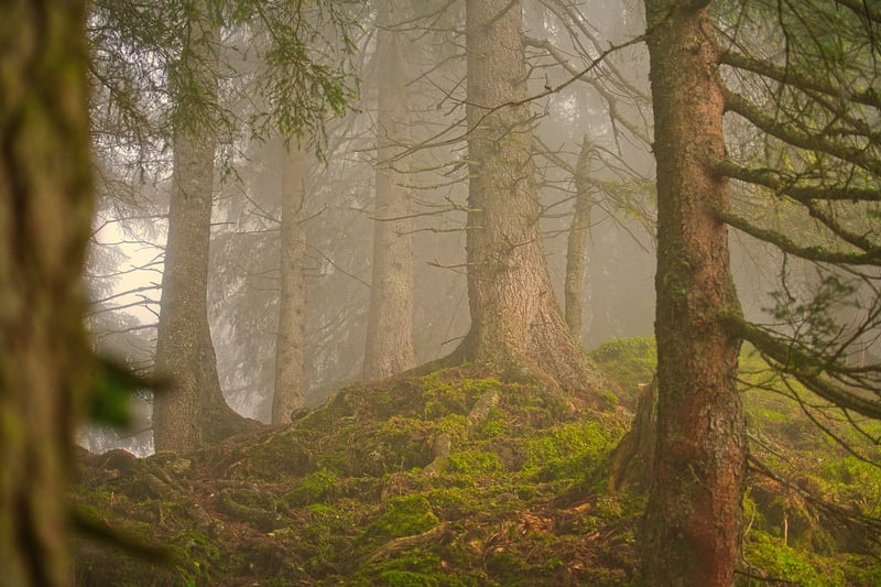 Enchanted Pathway