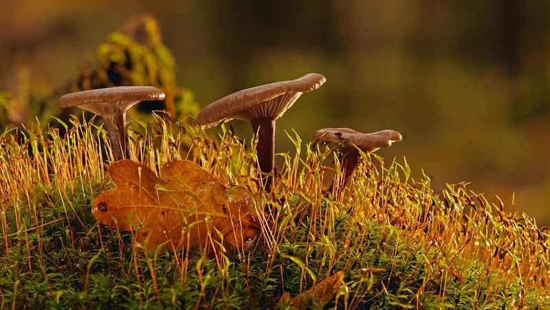 Moss Garden